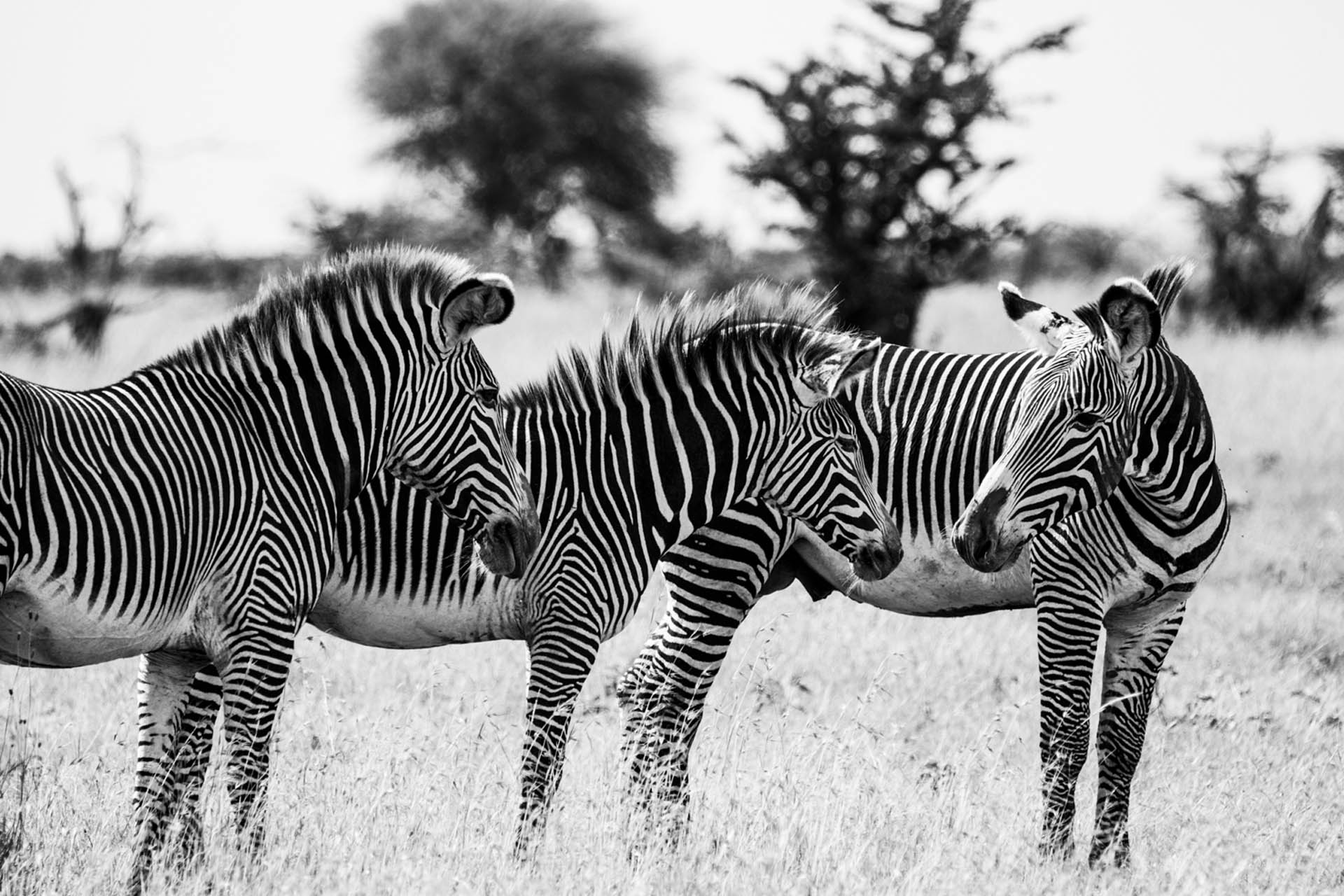 Segera Retreat, Kenya